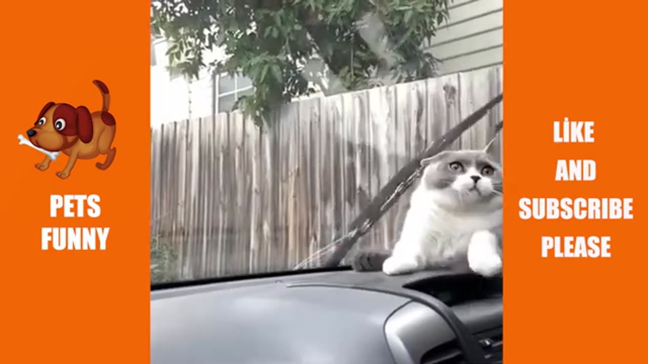 Animal funny moments #2