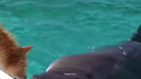 Animals are better than human
