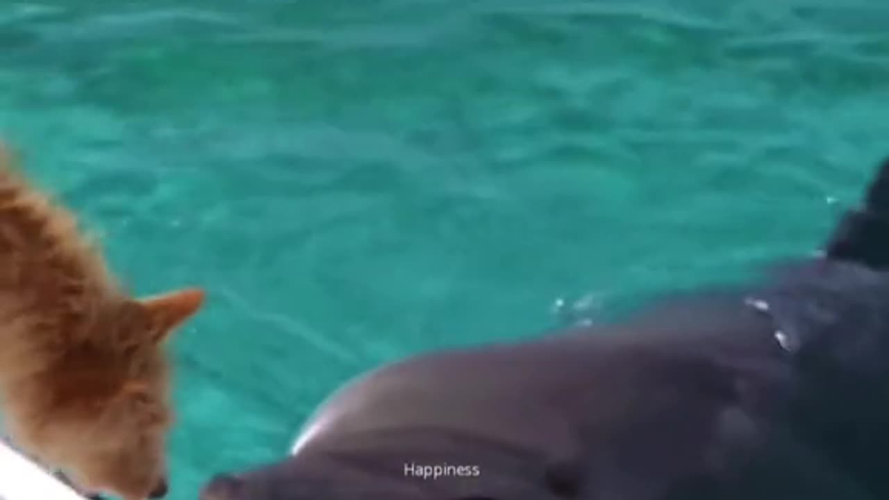 Animals are better than human