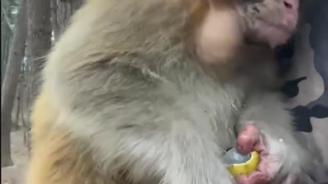 The monkey is eating a banana