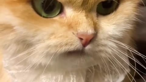 pet love