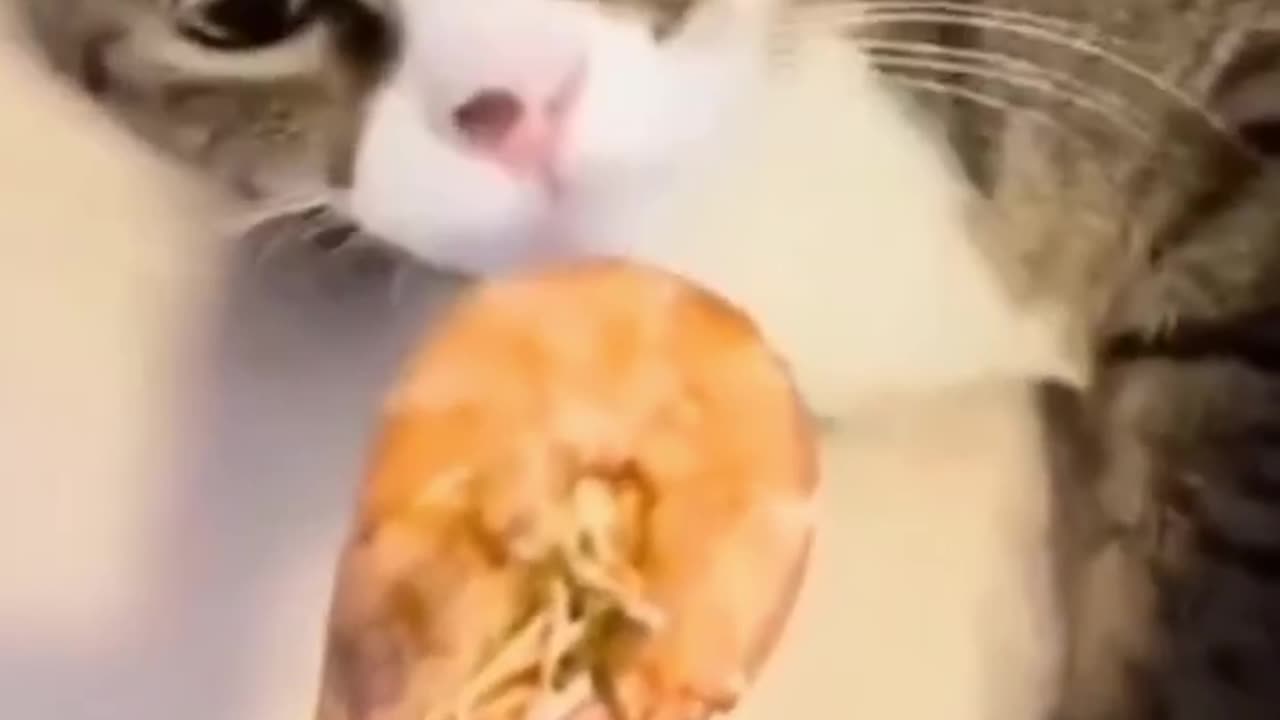 Cute cats