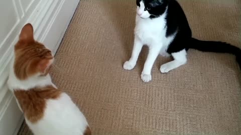 Epic Cat fight