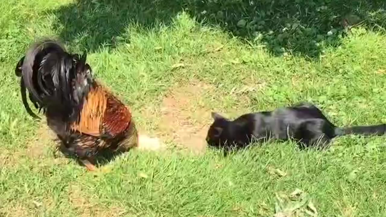 Cute Fight - Black Cat Vs Huge Rooster