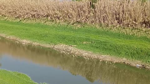 River of pontedera