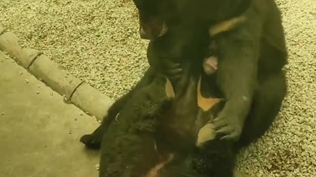 Brown bear