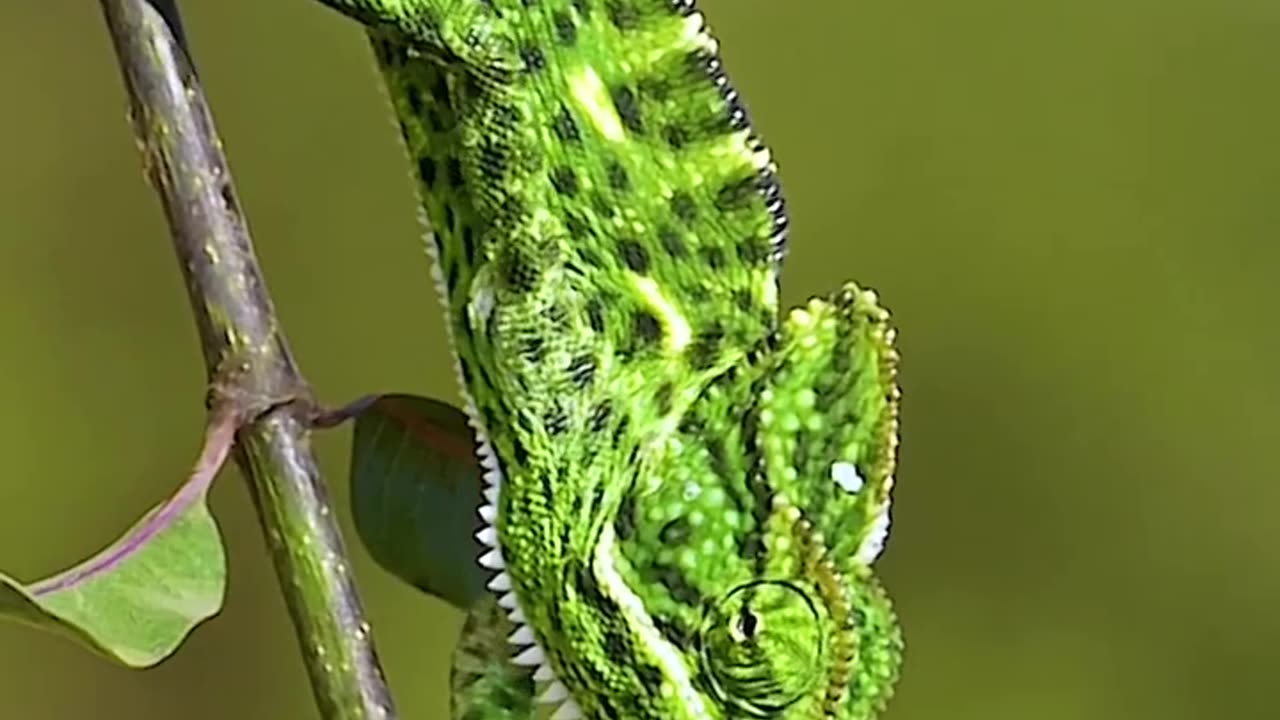 tree chameleon