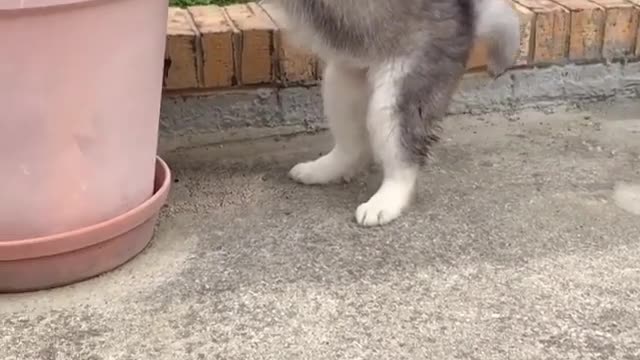 A new home for cute dogs