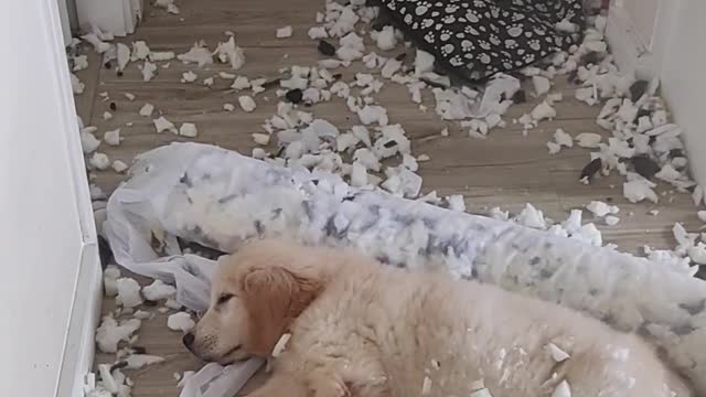 Puppy Makes a Mess, Then Promptly Falls Asleep