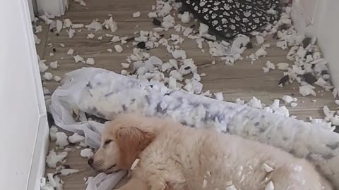 Puppy Makes a Mess, Then Promptly Falls Asleep