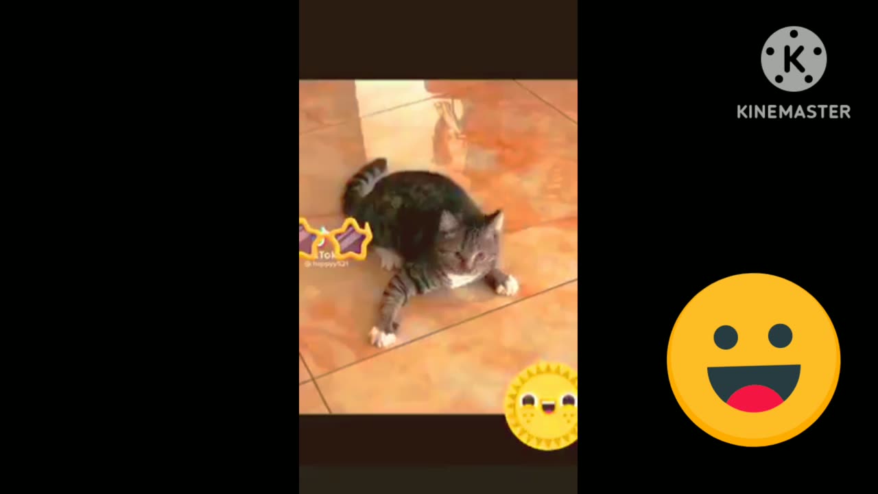 Very funny cat fighting