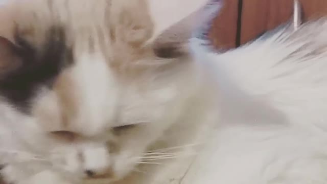 In that way I talk to my cat every day