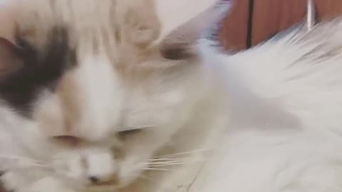 In that way I talk to my cat every day