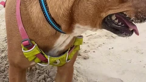 Beach digging.