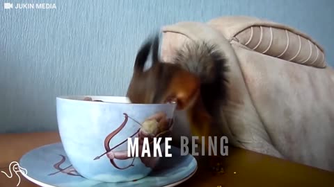 Cat And Rescue Squirrel Love Sharing Breakfast