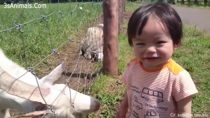 Funniest animals scaring people. Funny reactions from Compilations of funny pet videos