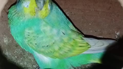 birds lover video