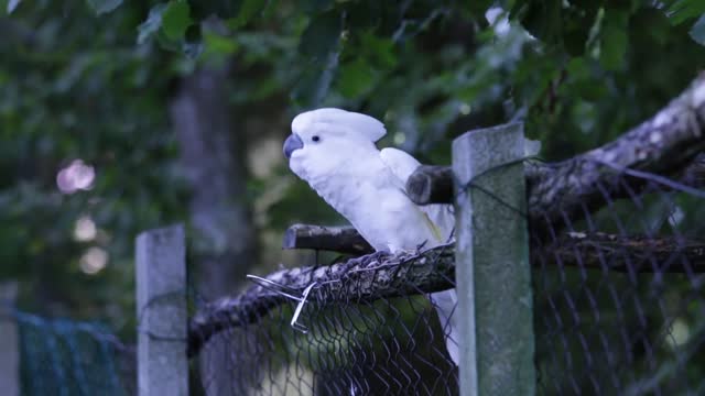 Watch this beautiful bird dance