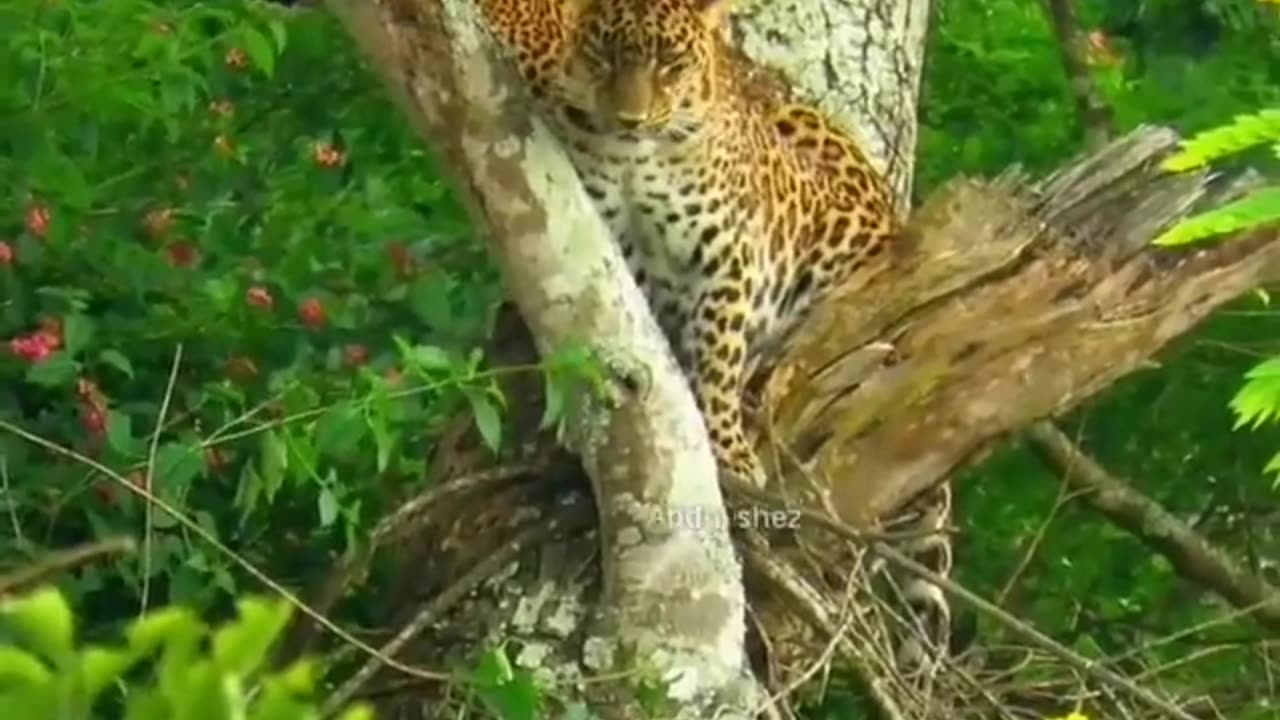 Wildlife in closer view with a natural perspective.
