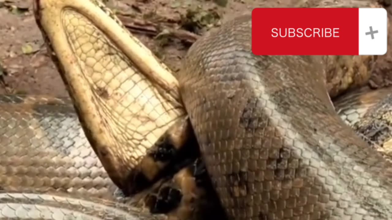 Anaconda: 5 Fascinating Facts About the World's Largest Snake