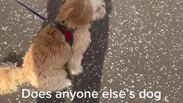 Does anyone else's dog cry when other dogs.go past and just ignore them?