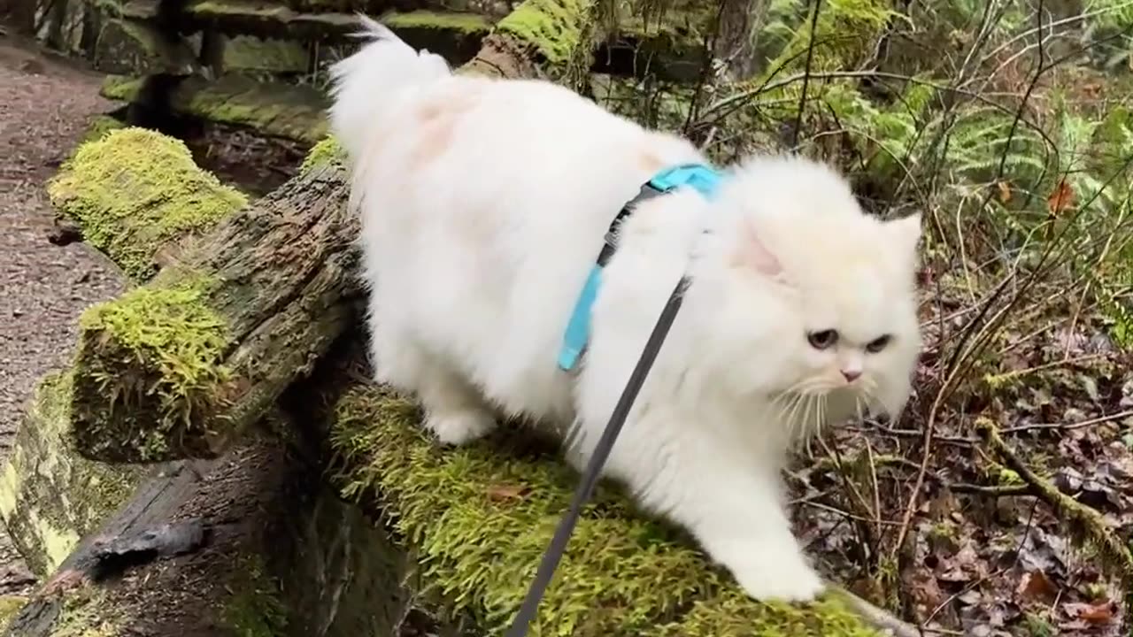 Toodeling Adventure With Mr.Floof Part 2