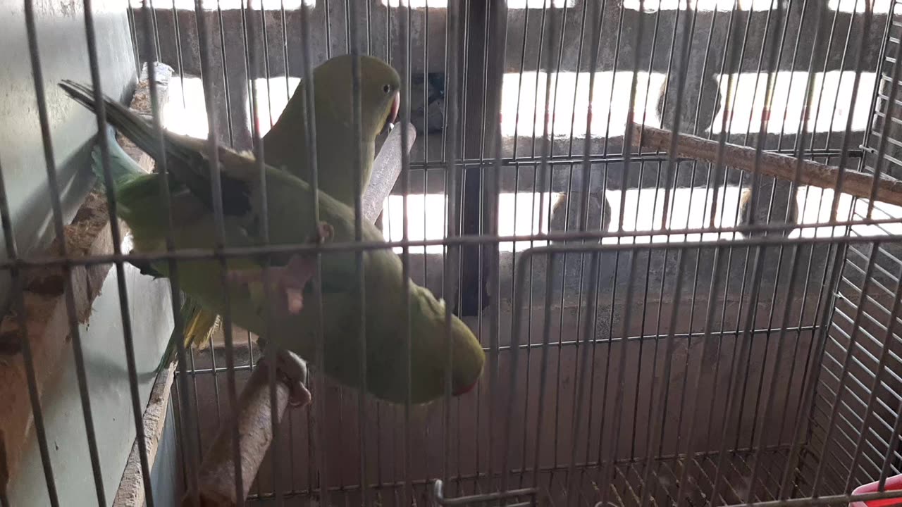 My Two Green Parrots Spending Time ⏲ with eachother.