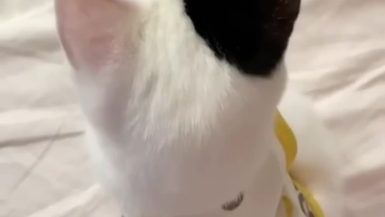 Funny animals 2023π - Funniest Cats and Dogs Videoππ