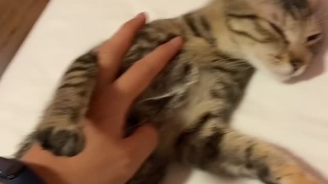 The cute cat