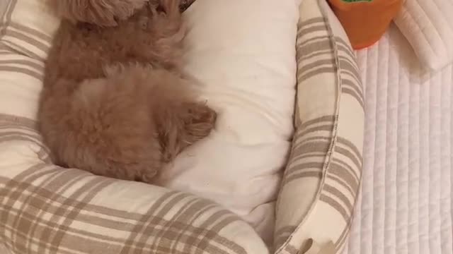 My dog seems to get angry when I try to get close to his toy