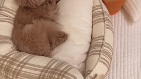 My dog seems to get angry when I try to get close to his toy