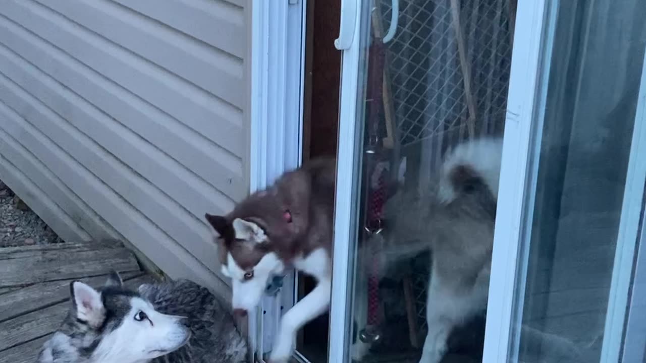 Husky Opens Door By Herself