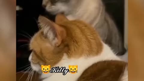 funny animals video🐺😽🐶😾🐱‍💻❤