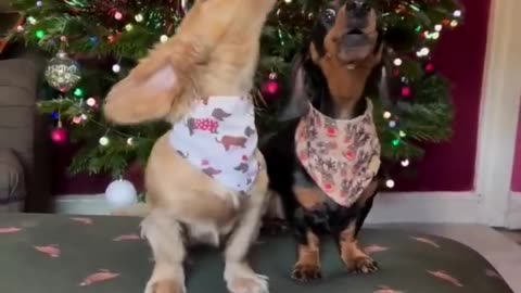 Funny Pet Videos