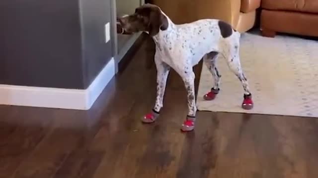 I can't wrap my head around how anyone could intentionally hurt a dog.