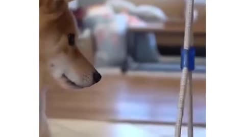 This will keep your pet busy for hours😲😱