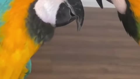 WANT TO KNOW WHAT MACAWS DO WHEN THEY LOVE EACH OTHER