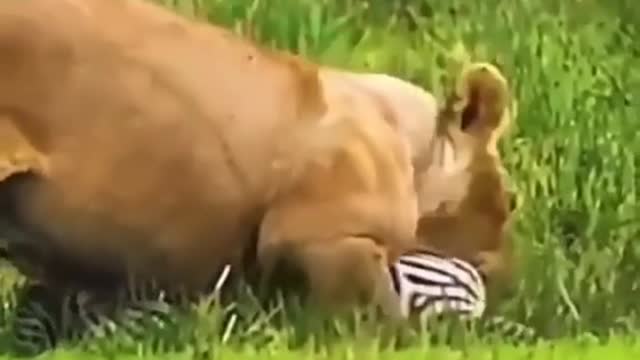 Zebra lion