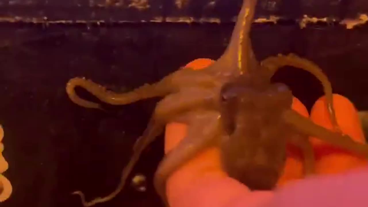 Tough life of octopuses in wild!!😢🐙