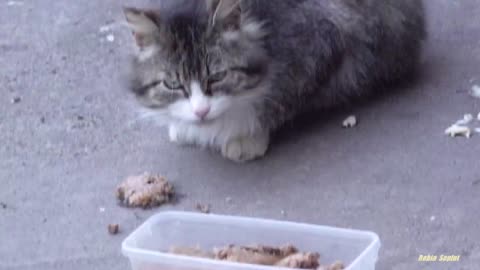 Kitten with gray cat and mother cat