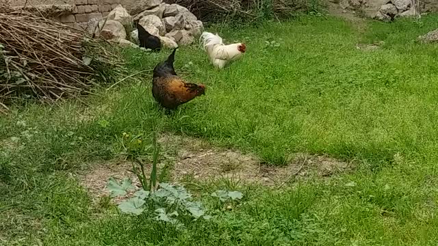 Cute chicken