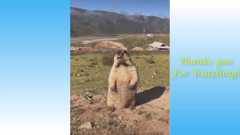 petsgarden funnycats cutecats-Cute Pets And Funny Animals Compilation 4 - Pets Garden