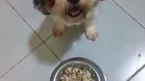 Dog tricks