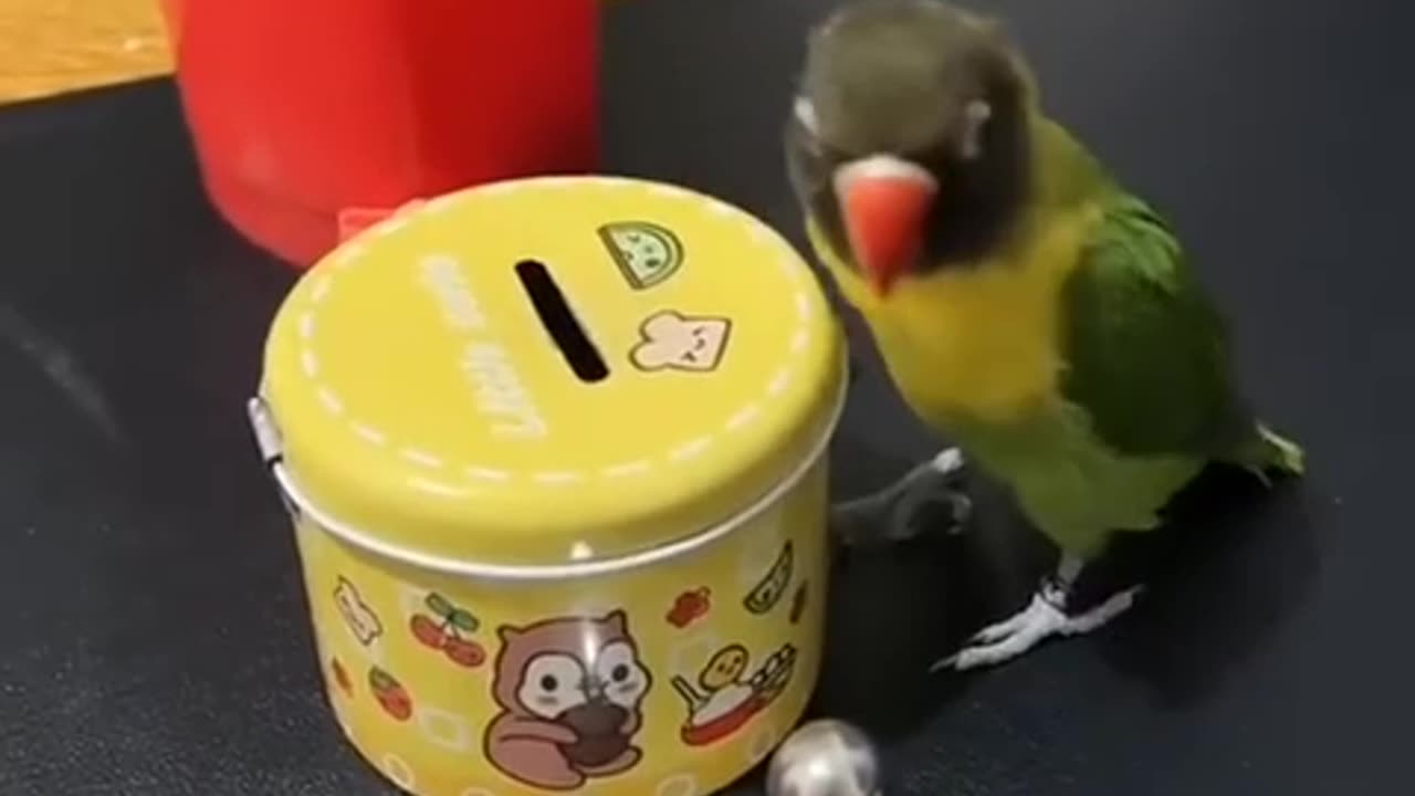 Cute parrot