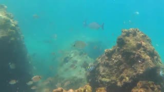 Spear Fishing Snapper tries to bite man