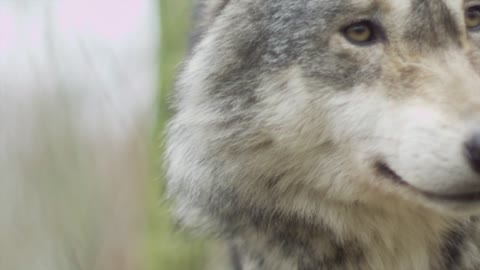 !Wolf! Wolf video! Animal Video!