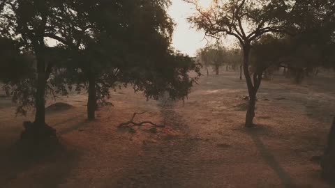 The most beautiful music with prairie life