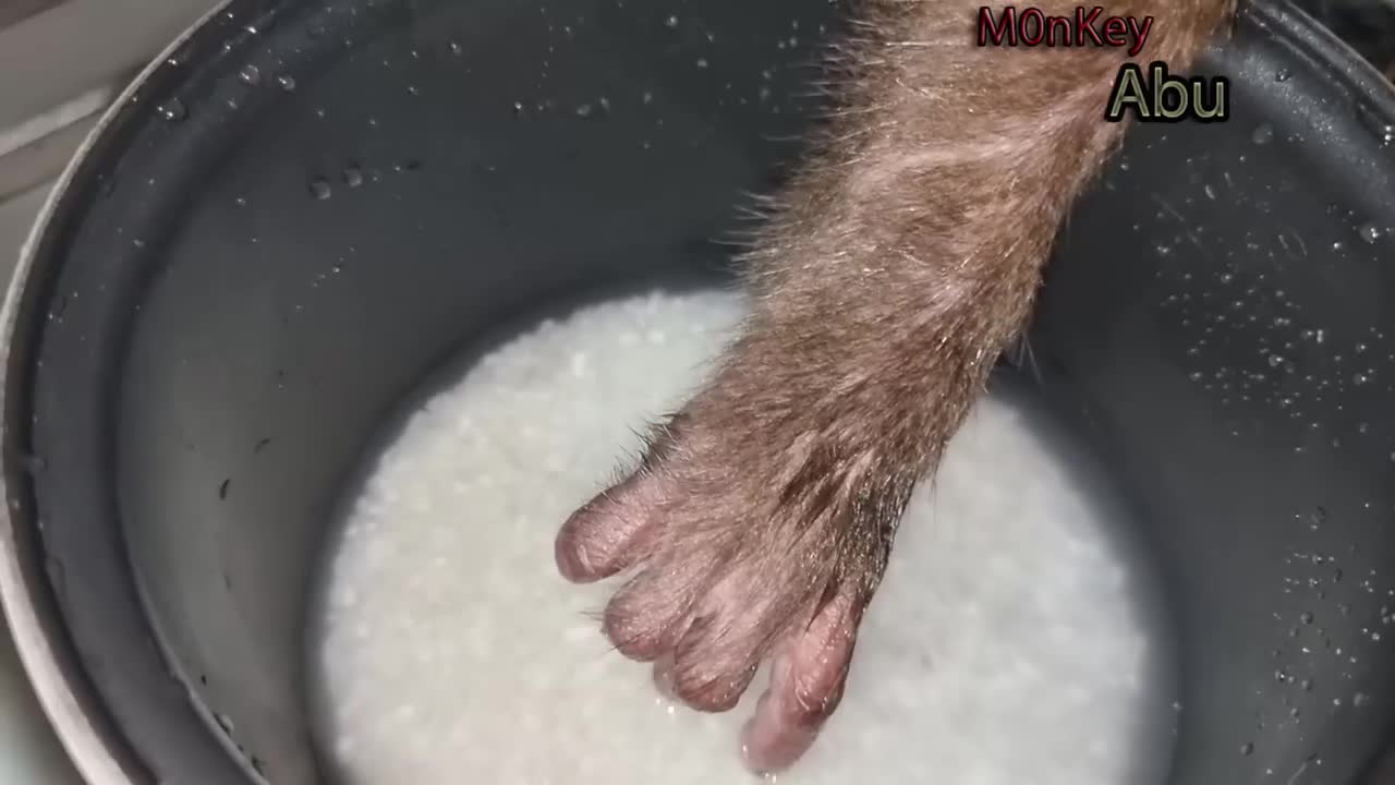 Monkey Abu helps mom cook for Bingo Puppy