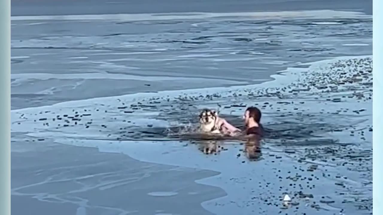 Dog lover safe life