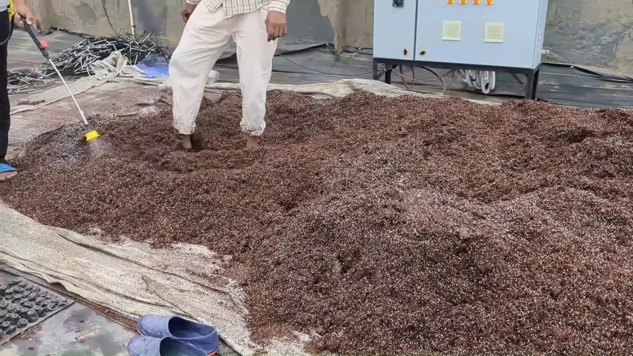 Hydroponic Tomato farms | Part 1 Setting Environment to Place Seedling Tray for Tomato Cultivation